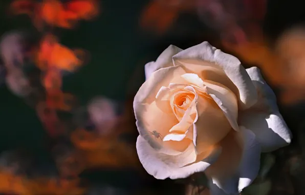 Picture light, the dark background, roses, spider, petals, gentle, cream, buds
