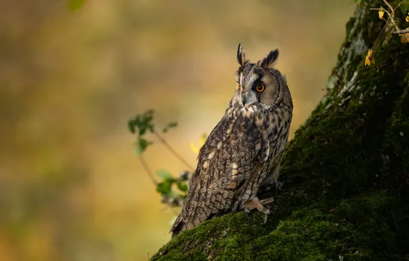 Look, nature, background, tree, owl, bird, moss, eared