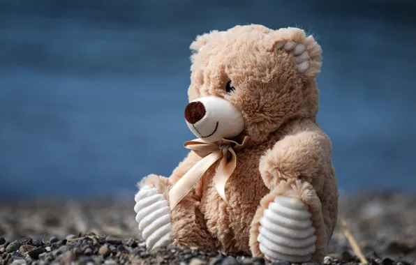Shore, toy, bear, bear, bear, sitting, pond, Teddy