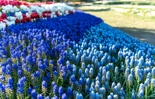 Light, flowers, Park, spring, garden, blue, flowerbed, blue