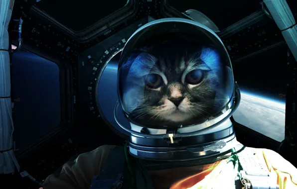 Picture Look, Cat, Space, Cat, Astronaut, Eyes, Face, Astronaut