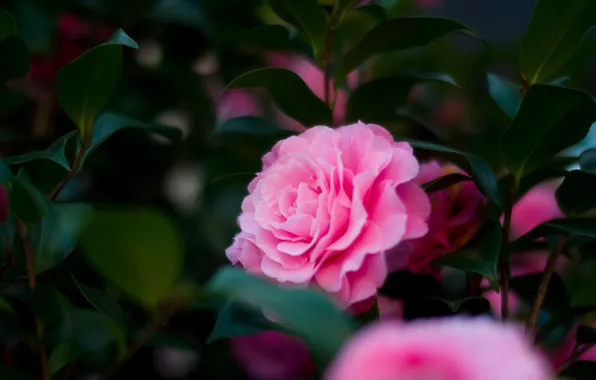 Picture flower, leaves, pink, petals, green, Camellia