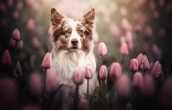 Look, face, flowers, dog, tulips, buds, bokeh, The border collie