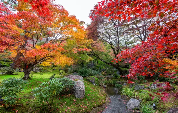 Autumn, leaves, trees, Park, colorful, landscape, nature, park