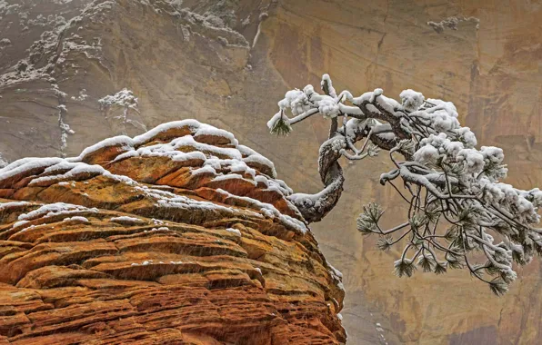 Snow, rock, tree, Utah, USA, Zion national Park