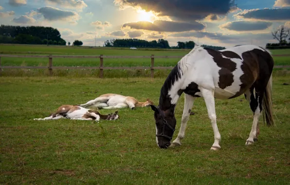 Field, the sun, clouds, horse, stay, horse, horses, horse