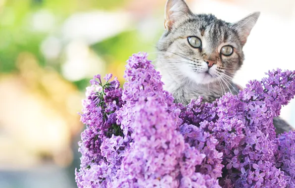 Cat, cat, lilac