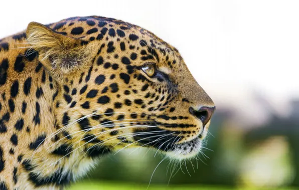 Picture look, face, predator, leopard, profile, leopard, panthera pardus