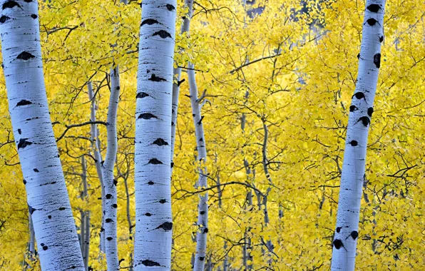 Picture autumn, forest, leaves, trees, birch, aspen