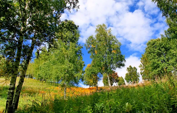 Picture summer, grass, trees, nature, photo, birch, Khakassia