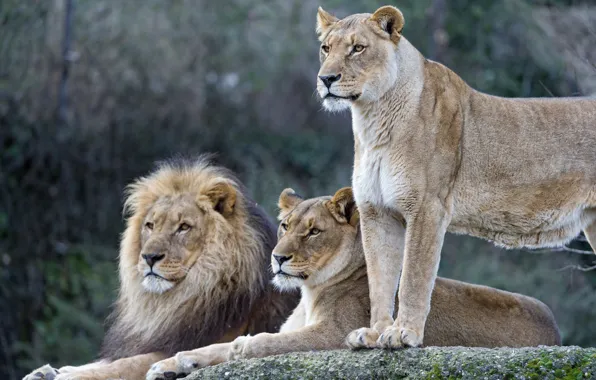 Cats, Leo, family, lions, lioness, ©Tambako The Jaguar