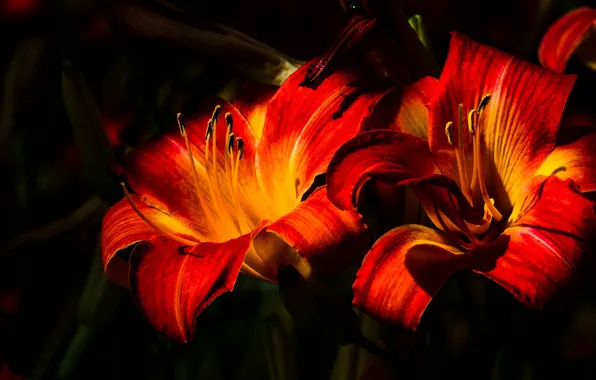 Picture macro, light, flowers, bright, Lily, petals, stamens, red
