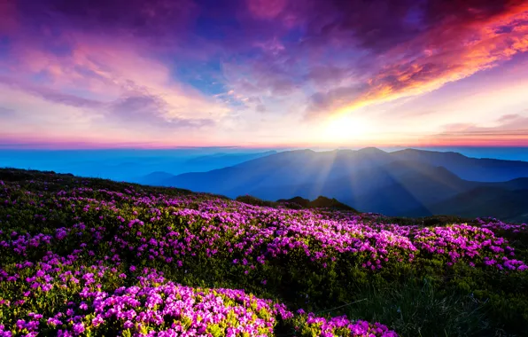 Picture the sky, clouds, rays, sunset, flowers, mountains