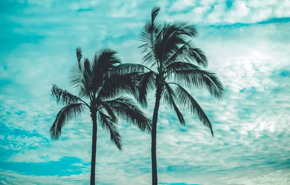 The sky, clouds, palm trees, sky, clouds, palm trees