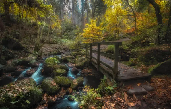 Picture autumn, forest, landscape, nature, stream, stones, the bridge