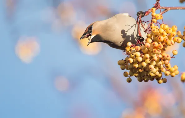 Picture orange, branches, berries, background, bird, beak, fruit, Rowan