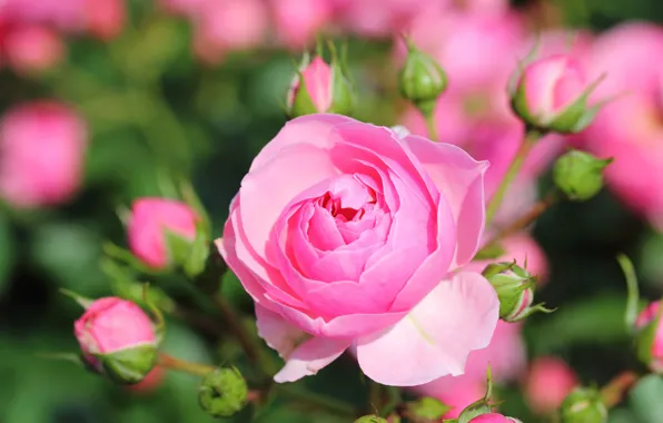Macro, roses, buds, bokeh