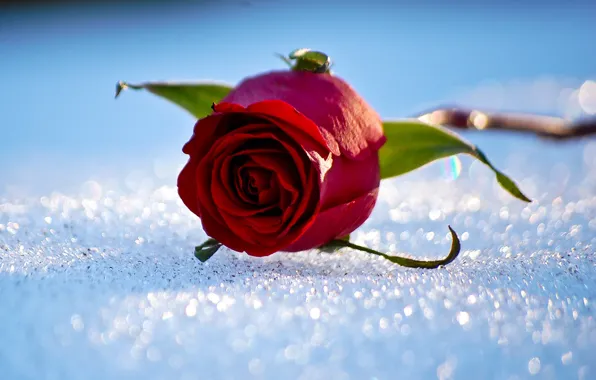 Picture winter, snow, rose
