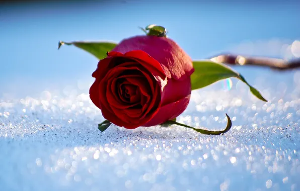 Winter, snow, roses