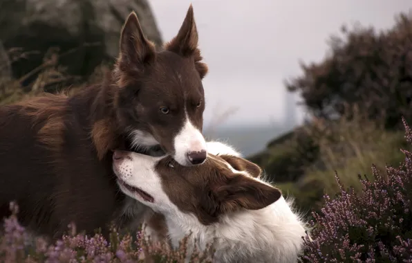 Dogs, nature, background