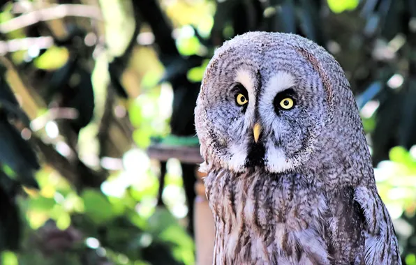 Look, light, glare, owl, bird, portrait, grey, bokeh