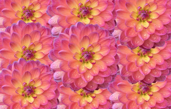 Drops, macro, flowers, texture, pink, a lot, dahlias, salmon