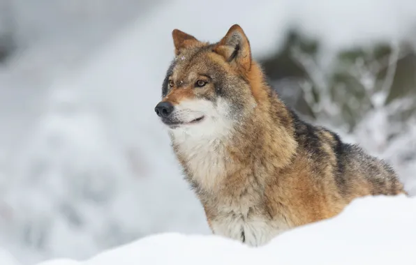 Winter, snow, wolf, portrait