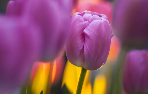 Picture flower, flowers, lilac, focus, tulips