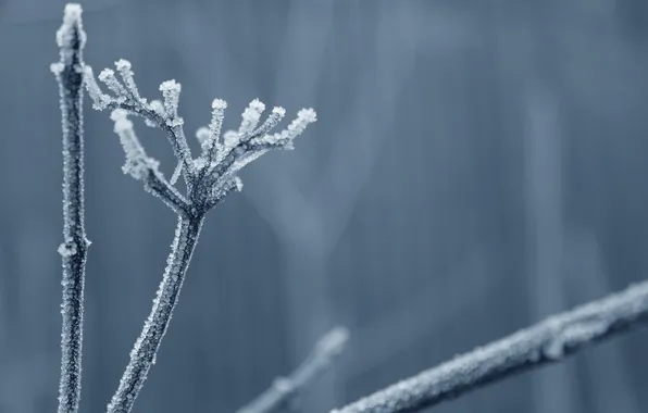 Cold, frost, grass, branches, stems, crystals, dry