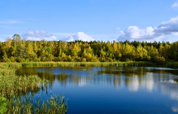 Picture forest, Lake, pond, the reflection in the water