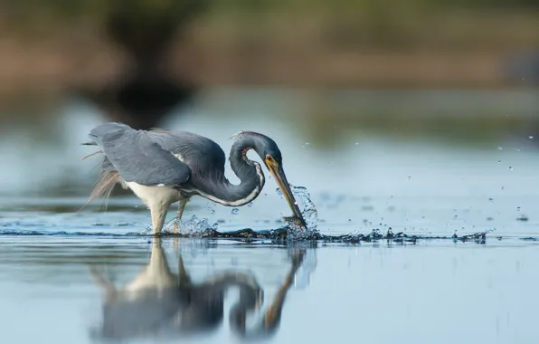 Bird, water, lake, reflection, wildlife, fishing, heron, hunting