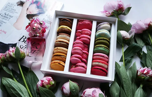 Peonies, set, macaroon