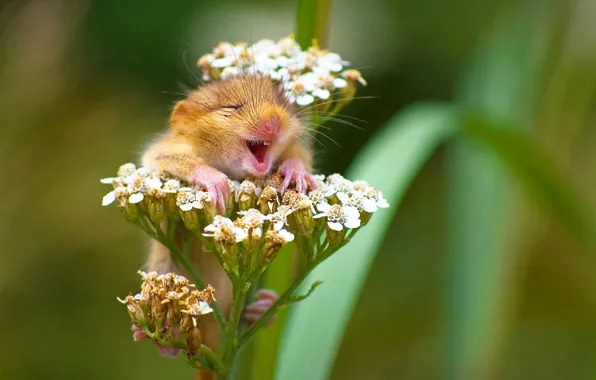 Happy, nature, smile, flowers, mouse