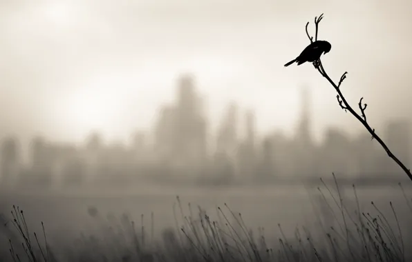 Picture background, bird, branch