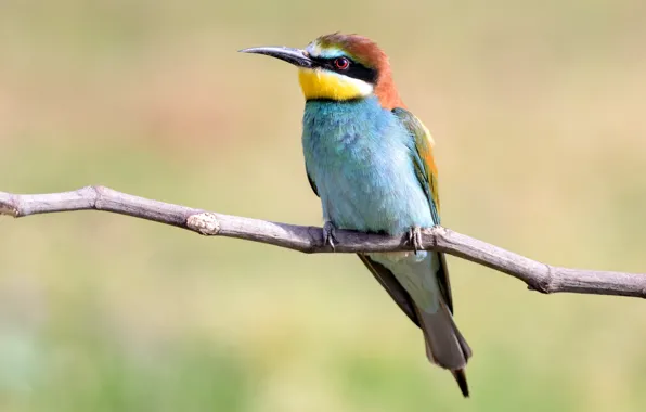 Picture birds, branch, European bee-eater