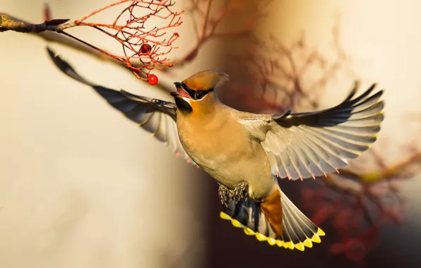 Picture bird, wings, bokeh, the Waxwing