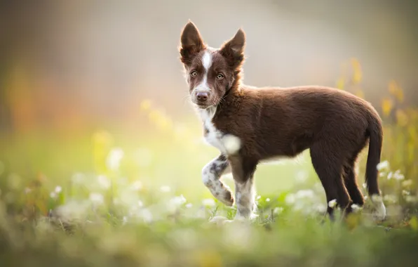 Picture puppy, weed, brown, The border collie, Tissaia