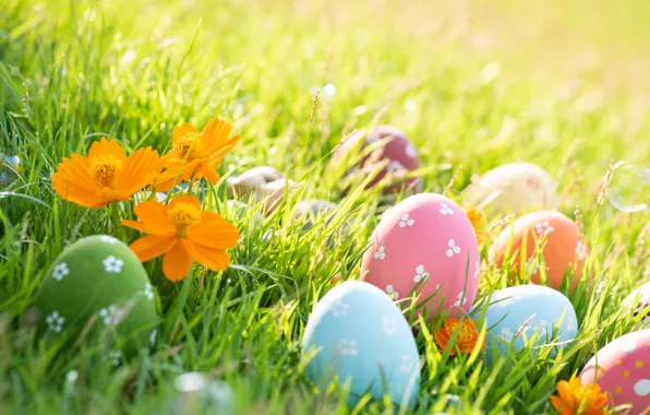 Picture grass, flowers, spring, colorful, Easter, grass, happy, flowers, spring, Easter, eggs, painted eggs