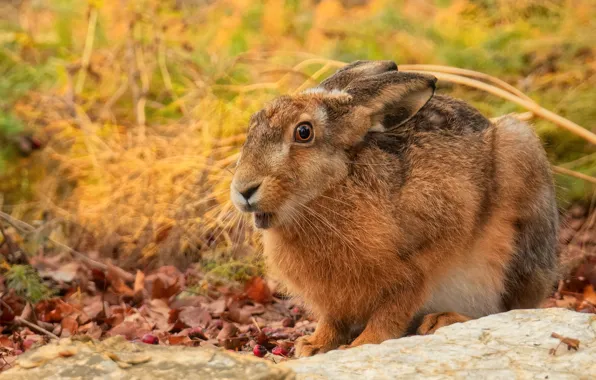 Picture autumn, grass, look, leaves, nature, stones, grey, hare