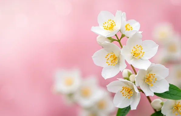 Flowers, background, pink, Wallpaper, spring, wallpaper, pink, flowers