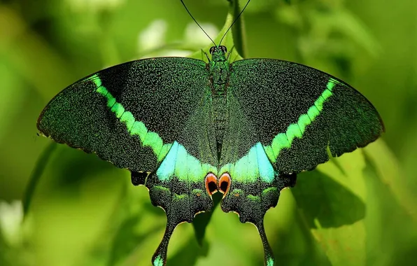 Leaves, microsemi, butterfly, wings, insect, beautiful, closeup
