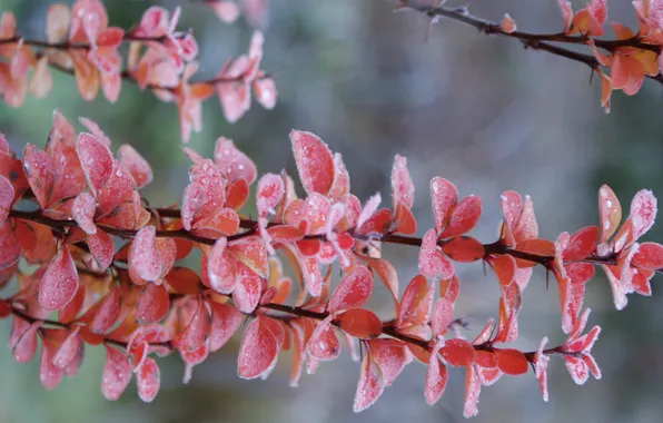 Autumn, red, barberry