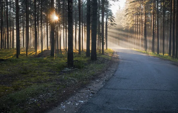 Road, forest, morning