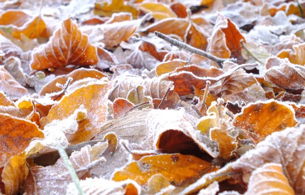 Frost, autumn, leaves, crystals