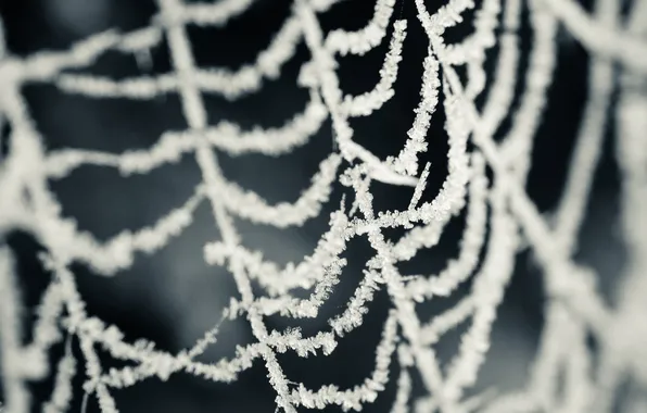 Cold, frost, snow, snowflakes, web, gossamer
