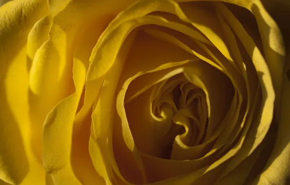 Picture flower, light, yellow, rose