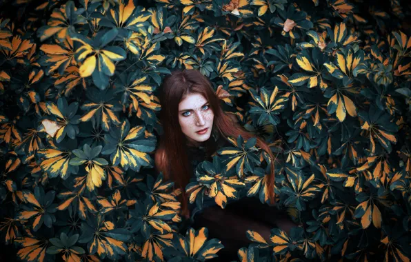 Picture look, leaves, girl, background, hair