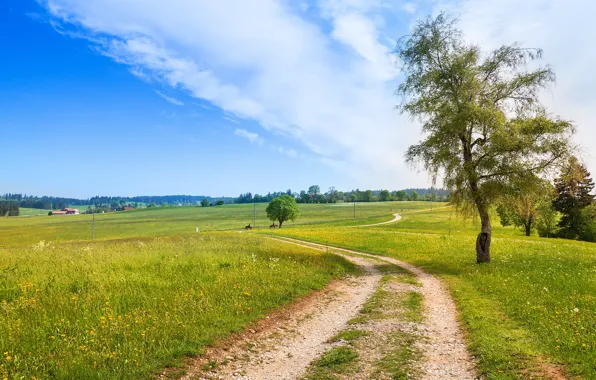 Road, greens, field, forest, summer, the sky, grass, clouds