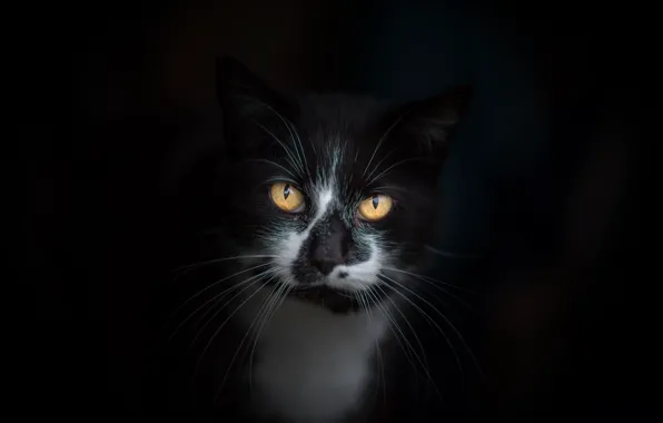 Cat, eyes, cat, mustache, look, face, the dark background, background