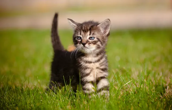 Grass, baby, kitty